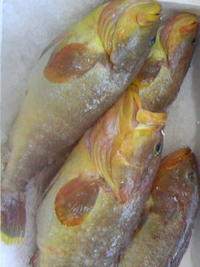 もち鰹 2009/05/29 07:40:57