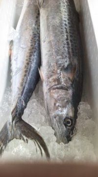 9月9日の記事 2010/09/09 09:32:32
