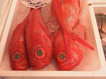 浜松　元気な魚屋さん
