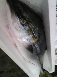 愛媛県産 養殖ぶり 2009/10/07 09:31:08