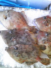 舞阪産 皮ハギ 2009/10/16 09:35:17