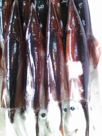 青森県産 スルメイカ 2009/10/20 10:32:19