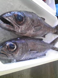 黒ムツ 2009/10/23 11:24:44