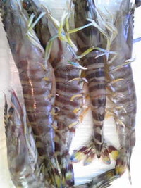 鹿児島産 くるまえび 2009/11/04 11:01:09
