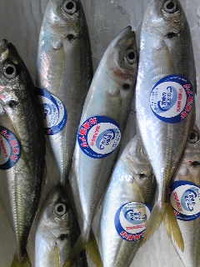 宮城県産 あじ 2009/11/05 10:09:30