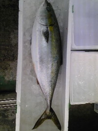 天然ぶり 2009/11/13 09:44:39