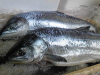 北海道産 秋さけ 2009/10/06 09:56:13