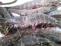 赤足えび 2009/10/03 10:14:03