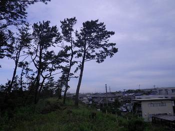 松の木一本!!