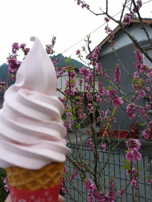 お花見　ｉｎ　都田公園＆秋葉ダム