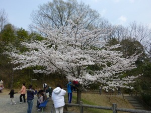 お花見　ｉｎ　都田公園＆秋葉ダム