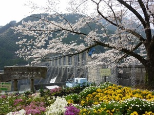 お花見　ｉｎ　都田公園＆秋葉ダム