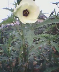 おくらの花 2006/09/24 19:11:19