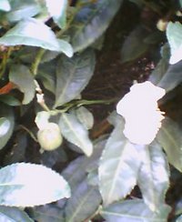 お茶の花 2006/09/29 21:05:23