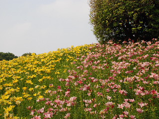可睡ゆりの園♪
