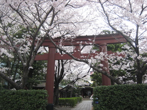 桜♪