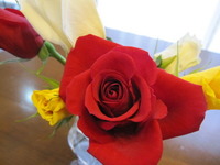 バラ♪ 2011/02/15 19:11:55