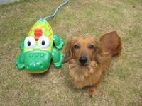 ワニ＆ハッピー♪