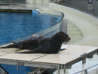 ＳＥＡ　ＰＡＲＡＤＩＳＥ♪
