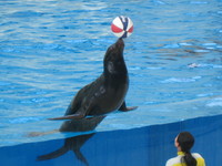 ＳＥＡ　ＰＡＲＡＤＩＳＥ♪