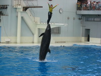 ＳＥＡ　ＰＡＲＡＤＩＳＥ♪