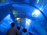 ＳＥＡ　ＰＡＲＡＤＩＳＥ♪