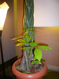 芽 2008/06/15 16:01:53