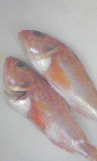 お魚天国 2009/01/28 11:05:07