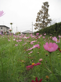 コスモス畑が素敵です！！ 2011/10/27 21:05:03
