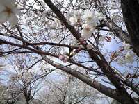 半田公園開花状況