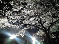 夜桜