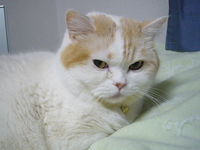 儀式