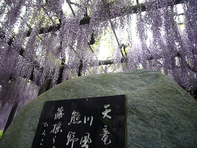 藤野の長藤