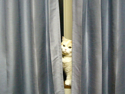 かくれんぼ？