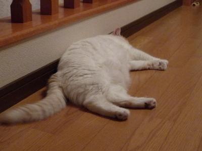 暑ぃのはわかるんだケド…