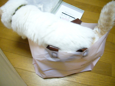 入らずにはぃられにゃぃ…