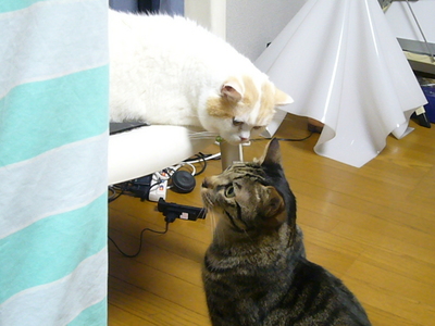 興味　「アリ」と「ナシ」