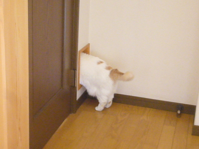 |д･) 　のぞき！？