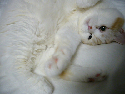 お誘ぃ　♪☆⌒(*ゝω・`)