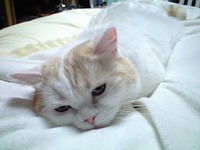 にゃん月にゃんにゃん日 2010/02/22 22:22:22