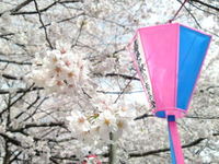 お花見2010 2010/04/04 14:29:02