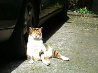 ほえぇ… 2010/04/14 11:11:57