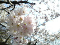 桜 2011/04/10 09:21:17