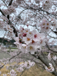 森町の桜も見頃です♡