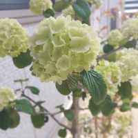 オオデマリ