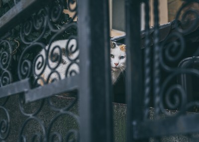 ねこ