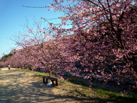 桜まつり