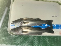 シーバス