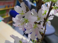 おめでたいさくら 2013/03/11 19:01:50