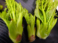 てんぷら 2013/04/04 17:57:56